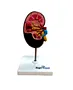 Kidney anatomical model